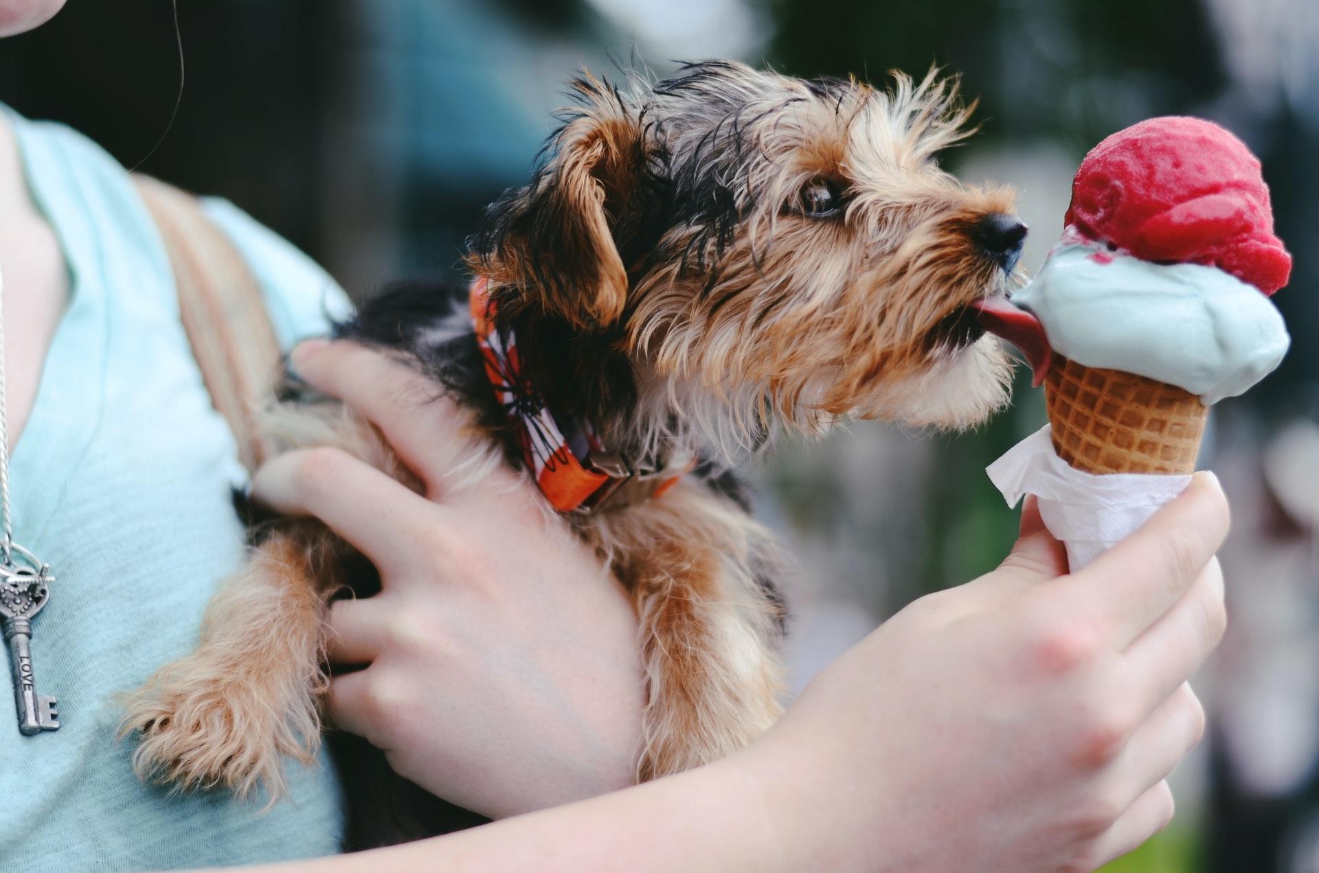 Gourmet Paris: unusual ice cream